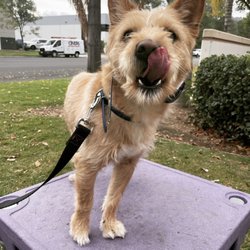Epic Dog Academy - After a few weeks of hustle trying to bite us - he finally came around to being around people and dogs!