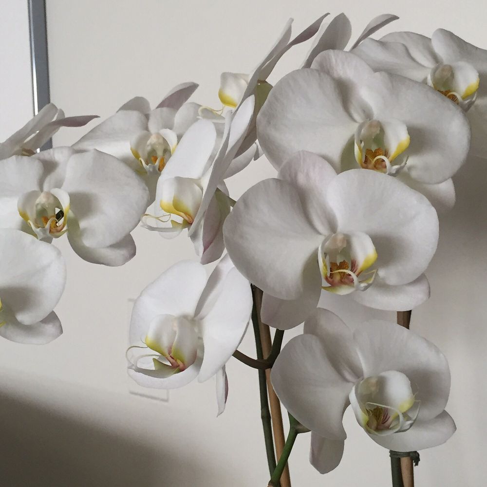 Casey's Flower Studio - Florists Near Me - New York, New York Casey's Flower Studio - Florists Near Me - New York, New York