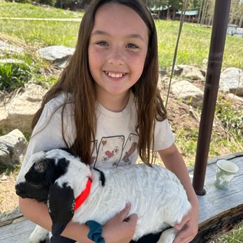 Wind River Ranch - Baby goat - Estes Park, Colorado