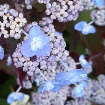 Pemaquid Seafood - Flowers outside - Seafood Near Me - Pemaquid, Maine Pemaquid Seafood - Flowers outside - Seafood Near Me - Pemaquid, Maine