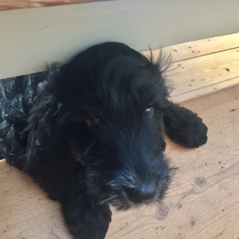 Woofs A Daisy - Pet Stores Near Me - Kingston upon Thames, XGL