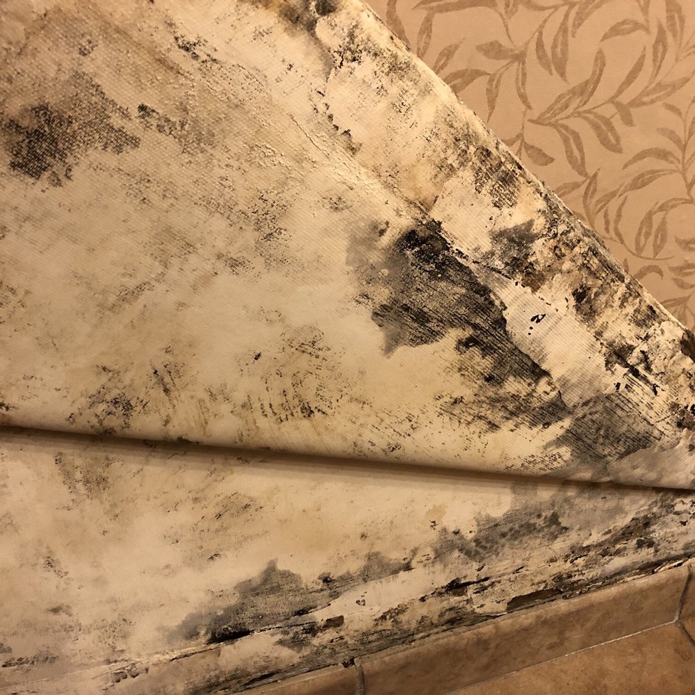 Red Lion Hotel Redding - Mold on wall and wallpaper in bathroom - Hotels Near Me - Redding, California Red Lion Hotel Redding - Mold on wall and wallpaper in bathroom - Hotels Near Me - Redding, California