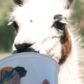 Lazy 5 Ranch - Zoos Near Me - Mooresville, North Carolina