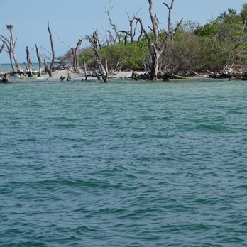 Beach Buddy Tours - Cayo Costa - Boat Tours Near Me - Cape Coral, Florida