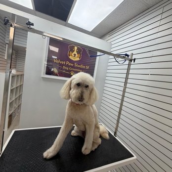 Velvet Paw Studio SF - She is BEAUTIFUL.  Diego's magic - Pet Groomers Near Me - San Francisco, California