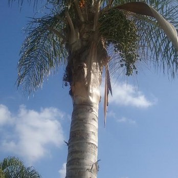 Elenes Tree Service - Tree Services Near Me - Rialto, California Elenes Tree Service - Tree Services Near Me - Rialto, California