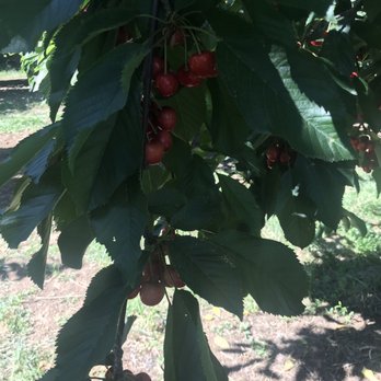 5 Star Cherries - Fruits & Veggies Near Me - Brentwood, California