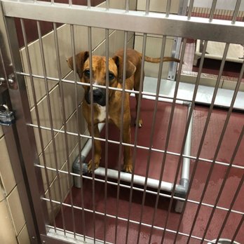 Pet Adoption Service - Bruno in his kennel - Pet Adoption Near Me - Murfreesboro, Tennessee Pet Adoption Service - Bruno in his kennel - Pet Adoption Near Me - Murfreesboro, Tennessee