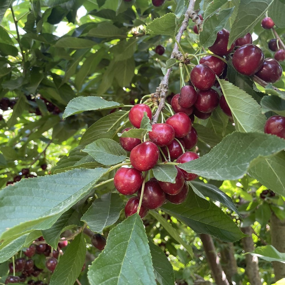 Williamson Orchards & Vineyards - Tons of ripe cherries mid-July 2022 - Wineries Near Me - Caldwell, Idaho Williamson Orchards & Vineyards - Tons of ripe cherries mid-July 2022 - Wineries Near Me - Caldwell, Idaho