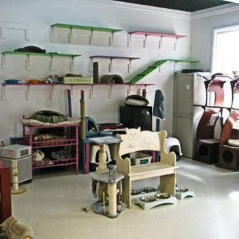 King Street Cats - Catroom - Animal Shelters Near Me - Alexandria, Virginia