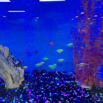PetSmart - Glo fish - Pet Training Near Me - Saint Charles, Missouri PetSmart - Glo fish - Pet Training Near Me - Saint Charles, Missouri