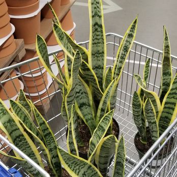 IKEA - 9-20-19: popular plants - Home Decor Near Me - West Sacramento, California IKEA - 9-20-19: popular plants - Home Decor Near Me - West Sacramento, California