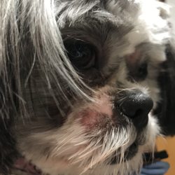 Good Dog Pet Grooming