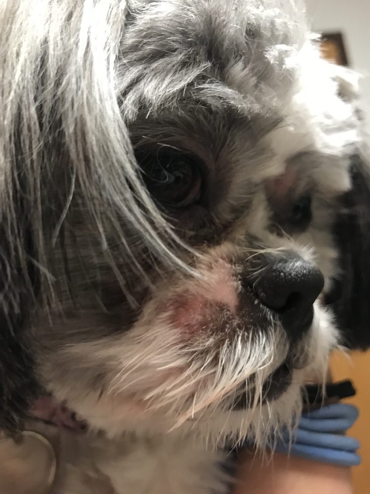 GOOD DOG PET GROOMING Updated September 2024 602 4th St W, Hastings