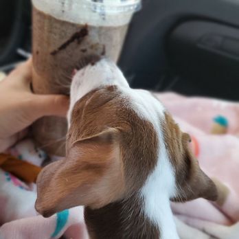 Java Junkies - Oreo Frappuccino - Coffee & Tea Near Me - Pahrump, Nevada Java Junkies - Oreo Frappuccino - Coffee & Tea Near Me - Pahrump, Nevada
