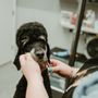 Photo of Good Dog Spas