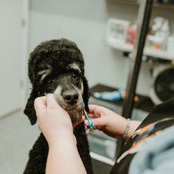 Good Dog Spas
