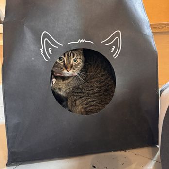 NEKO: A Cat Cafe - Themed Cafes Near Me - Seattle, Washington