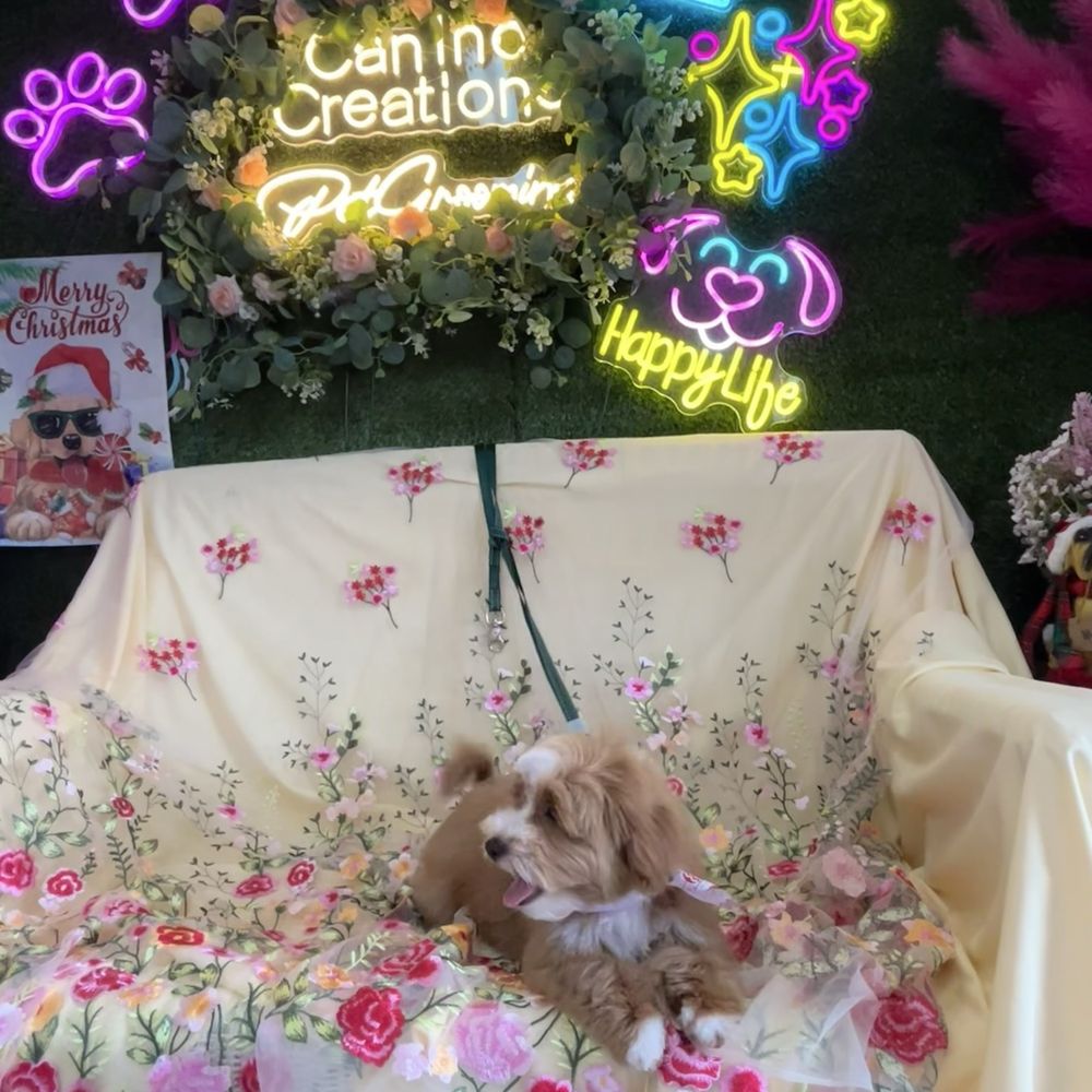 Canine Creations Pet Salon - My puppy after his first puppy mini groom! - Pet Groomers Near Me - Lutz, Florida Canine Creations Pet Salon - My puppy after his first puppy mini groom! - Pet Groomers Near Me - Lutz, Florida