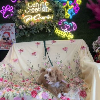 Canine Creations Pet Salon - My puppy after his first puppy mini groom! - Pet Groomers Near Me - Lutz, Florida Canine Creations Pet Salon - My puppy after his first puppy mini groom! - Pet Groomers Near Me - Lutz, Florida
