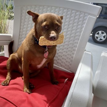 Doggo Den - Handsome from DOGGO Den!!!! With his "groom Groom" treat. BEST EXPERIENCE EVER  Been going almost 1year now - Pet Groomers Near Me - Sarasota, Florida