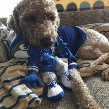 Urban Dogs - Pet Stores Near Me - Calgary, Alberta