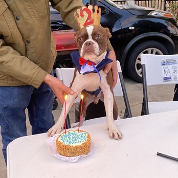 The Dog Bakery - Second birthday! - Pet Stores Near Me - Pasadena, California