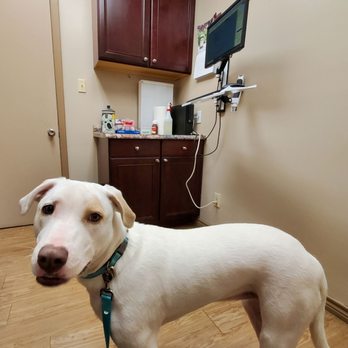 Love Pet Hospital - Waiting for the Doctor. - Veterinarians Near Me - Austin, Texas Love Pet Hospital - Waiting for the Doctor. - Veterinarians Near Me - Austin, Texas
