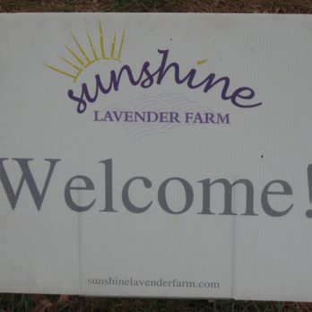 Sunshine Lavender Farm - Farms Near Me - Hurdle Mills, North Carolina Sunshine Lavender Farm - Farms Near Me - Hurdle Mills, North Carolina