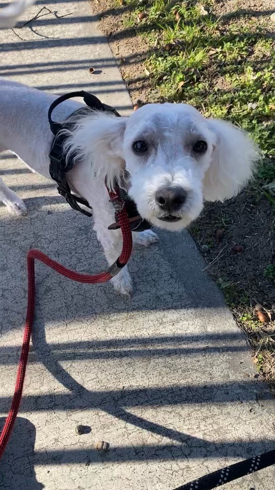 CUTIE PIE’S GROOMING Updated August 2024 37 Photos & 50 Reviews