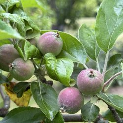 Inn At Ship Bay - June in the orchard.  Come harvest season, these little ones will be ready.