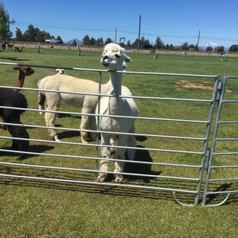 Crescent Moon Ranch - Waiting for a snack! - Ranches Near Me - Terrebonne, Oregon