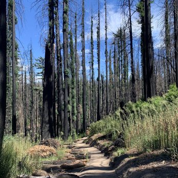 Big Basin Redwoods State Park - Parks Near Me - Boulder Creek, California