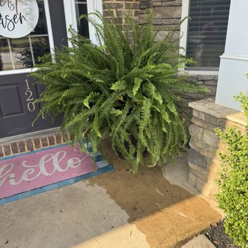 Country Boy's - Vern the fern. - Nurseries & Gardening Near Me - Greenville, South Carolina