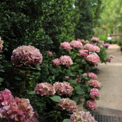 Moon Valley Nurseries