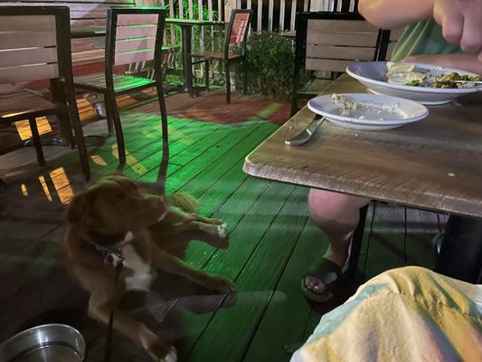 The Froggy Dog by null