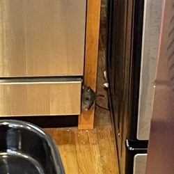 LC Lemle Real Estate Group - Rat coming from under the dishwasher