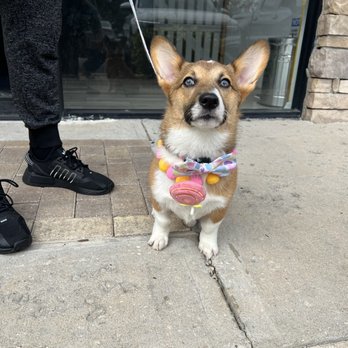 Pecas Grooming Salon - Beautiful Rose collar provided by Pecas after our Corgi's grooming - Pet Groomers Near Me - Sanford, Florida