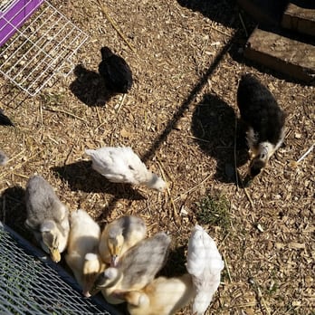 Baily’s Dairy - Baby ducks - Specialty Food Near Me - West Chester, Pennsylvania Baily’s Dairy - Baby ducks - Specialty Food Near Me - West Chester, Pennsylvania