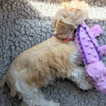 SoCal Schnauzers - Pet Breeders Near Me - Richland, Texas SoCal Schnauzers - Pet Breeders Near Me - Richland, Texas