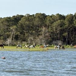 Up the Bay Pony Tours