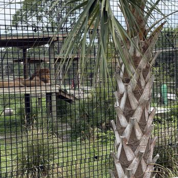 Brevard Zoo - Lions - Zoos Near Me - Melbourne, Florida Brevard Zoo - Lions - Zoos Near Me - Melbourne, Florida