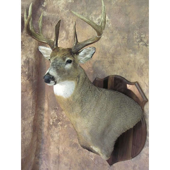 Amy's Animal Art Taxidermy - taxidermy in Hamptonville, NC