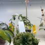 Photo of The Plant Ward
