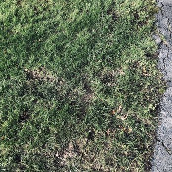 Michael & Son Services - Michael and Sons ruins your yard because they don't have professional drivers - Plumbing Near Me - Alexandria, Virginia Michael & Son Services - Michael and Sons ruins your yard because they don't have professional drivers - Plumbing Near Me - Alexandria, Virginia
