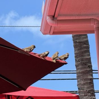 Island Lava Java - Audience of birds - American Near Me - Kailua Kona, Hawaii