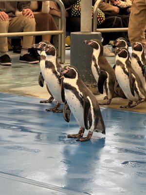 鳥羽水族館 鳥羽水族館 | 観光スポット | 観光三重(かんこうみえ)