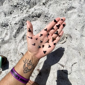 Manasota Key Beach - Just a few teeth! - Beaches Near Me - Englewood, Florida Manasota Key Beach - Just a few teeth! - Beaches Near Me - Englewood, Florida