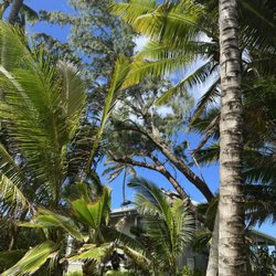 ALS Landscaping - Tree cutdown 09/21/25 Laie