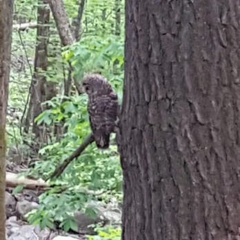 Rainbow Falls - Owl we saw eyeing his prey! - Hiking Near Me - Gatlinburg, Tennessee Rainbow Falls - Owl we saw eyeing his prey! - Hiking Near Me - Gatlinburg, Tennessee